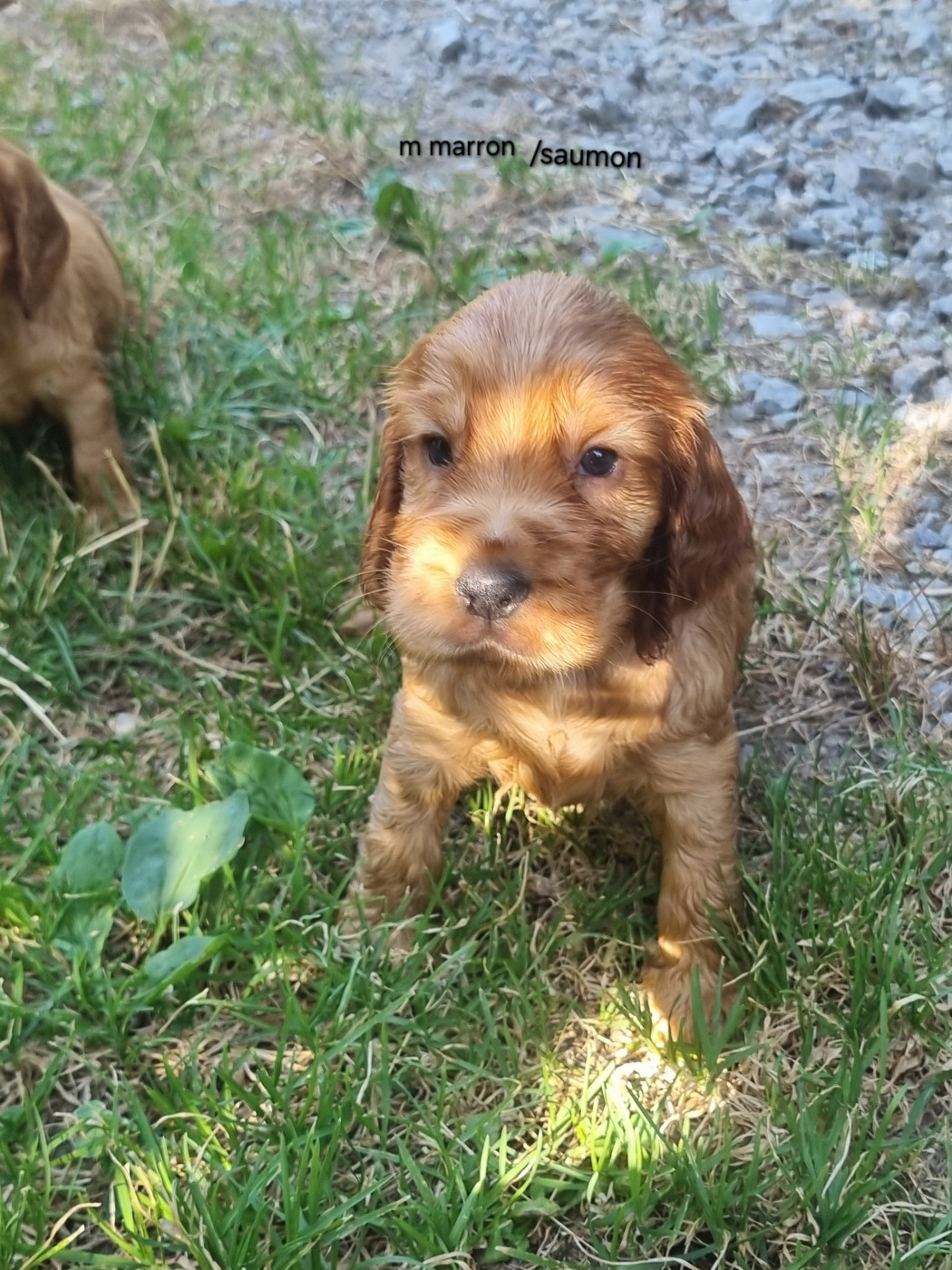 Du Souvenir De Tootsie - Chiots disponibles - Cocker Spaniel Anglais