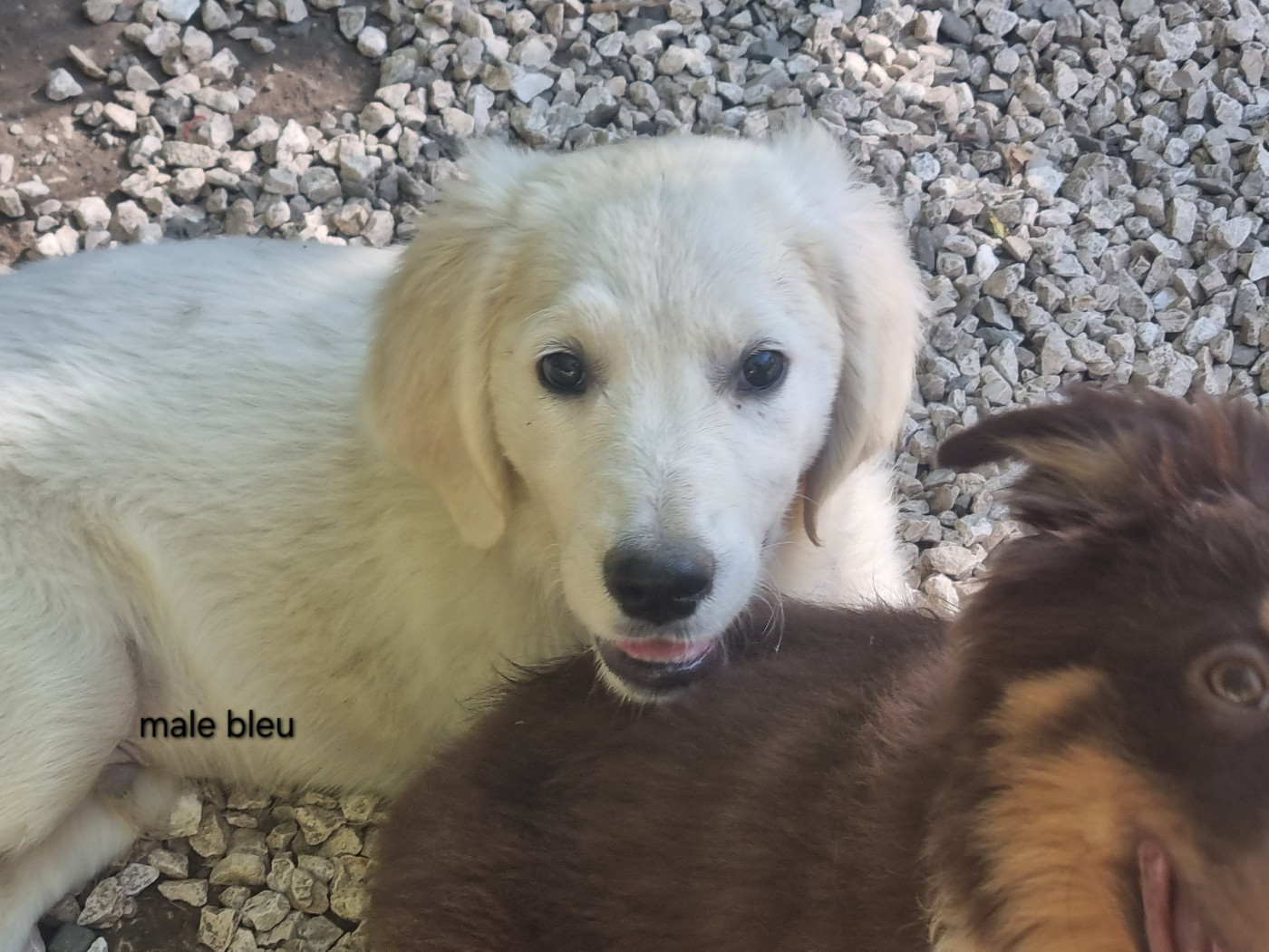 Du Souvenir De Tootsie - Chiots disponibles - Golden Retriever