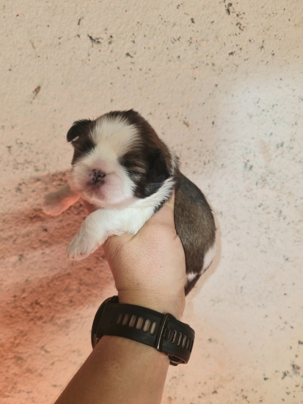 Du Souvenir De Tootsie - Chiots disponibles - Shih Tzu