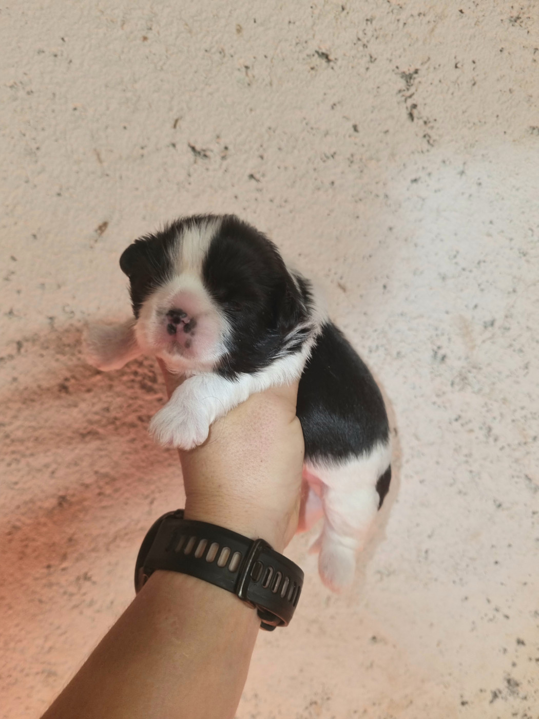 Du Souvenir De Tootsie - Chiots disponibles - Shih Tzu