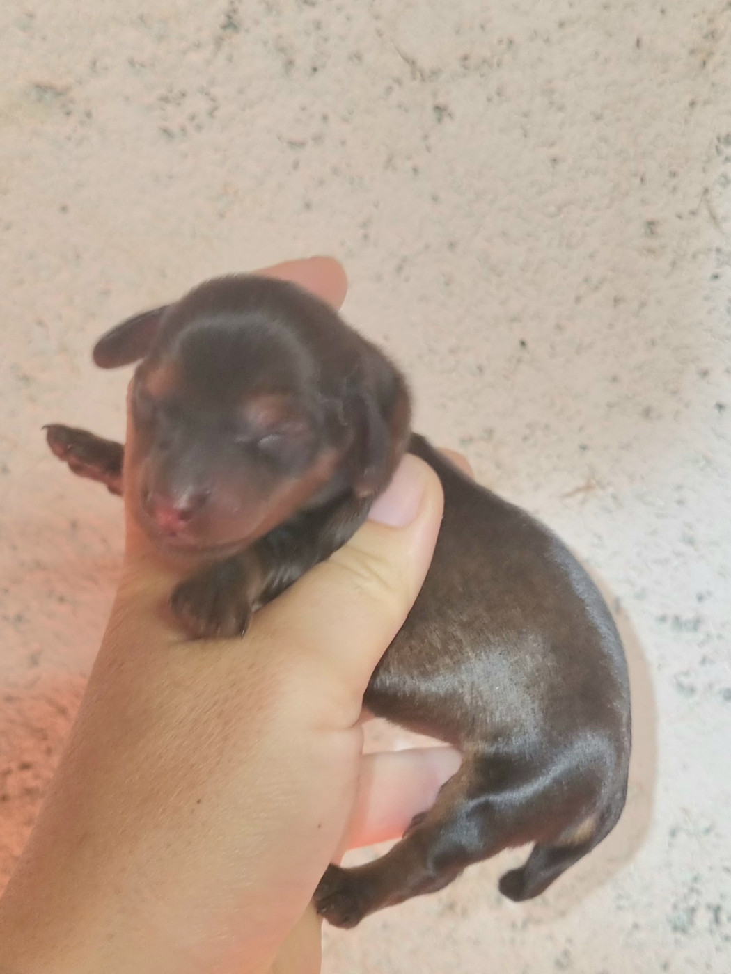 Du Souvenir De Tootsie - Chiots disponibles - Teckel poil long