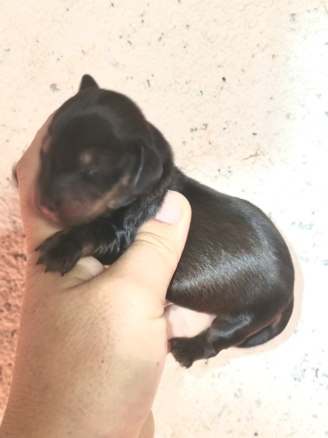 Du Souvenir De Tootsie - Chiots disponibles - Teckel poil long