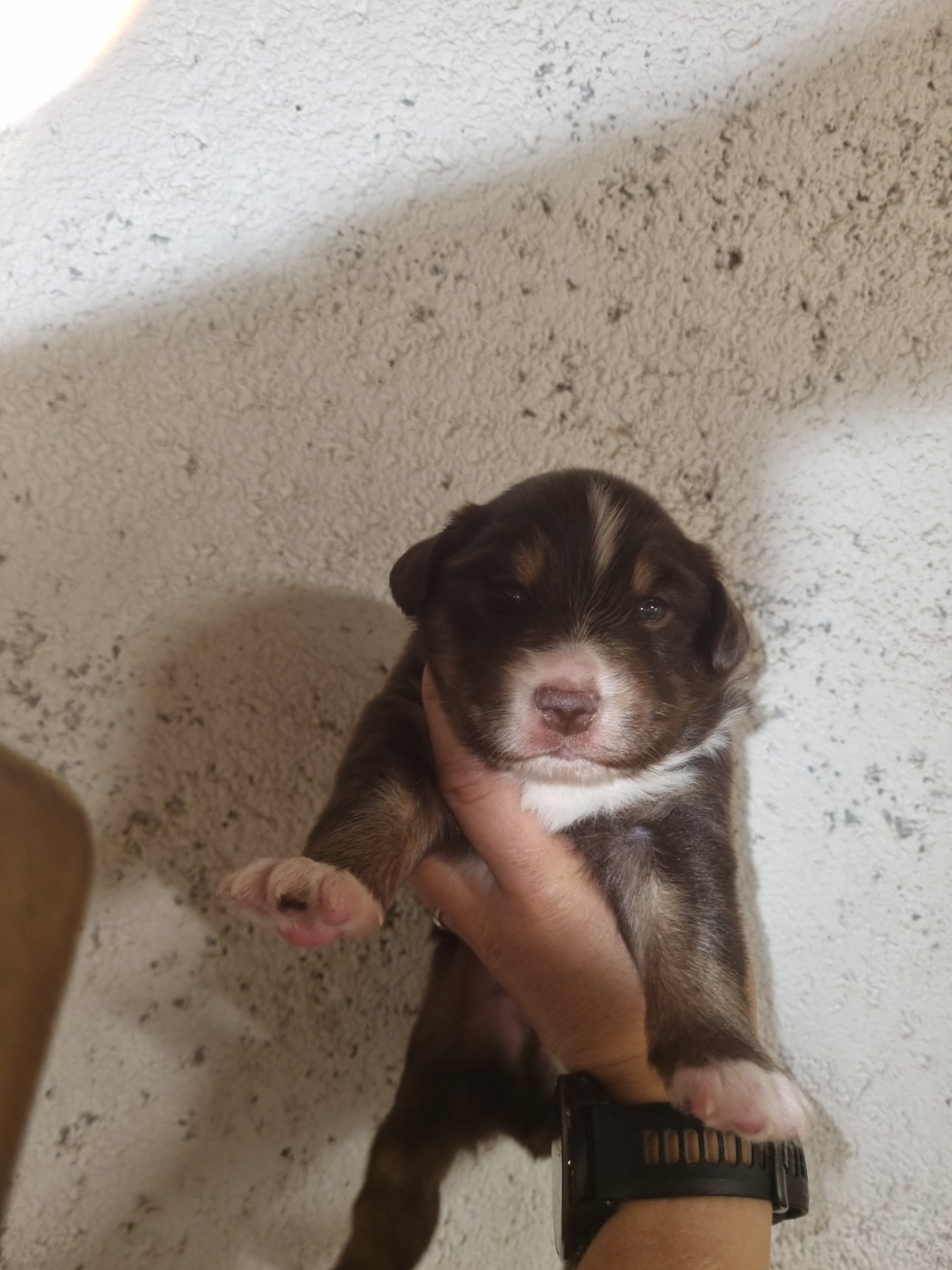 Du Souvenir De Tootsie - Chiots disponibles - Berger Américain Miniature 