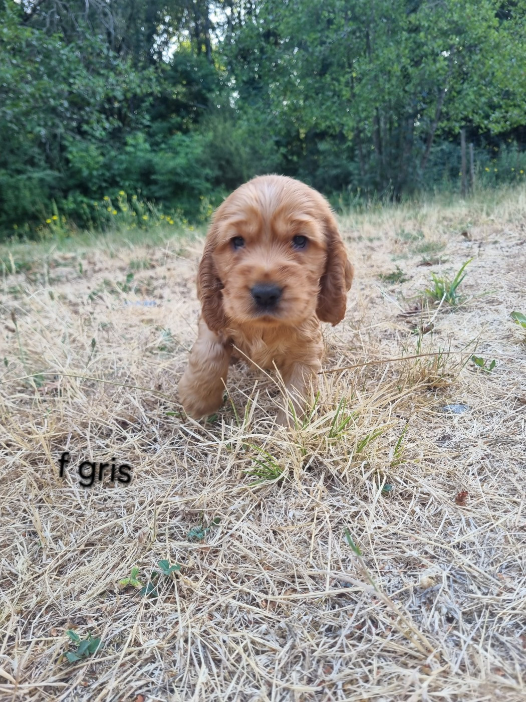 Du Souvenir De Tootsie - Chiots disponibles - Cocker Spaniel Anglais
