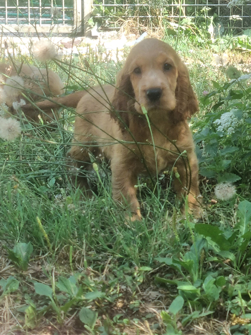 Du Souvenir De Tootsie - Chiots disponibles - Cocker Spaniel Anglais