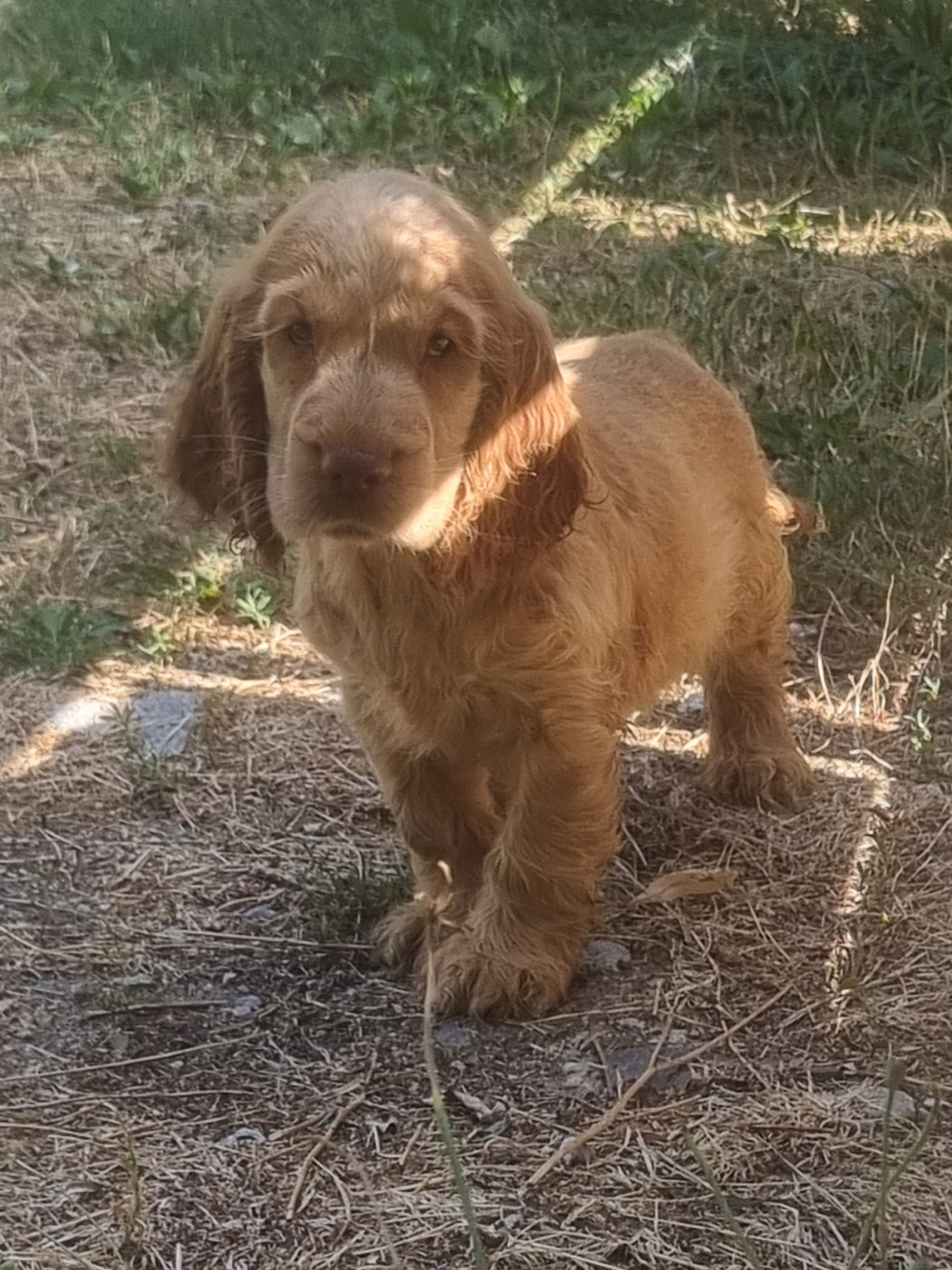 Du Souvenir De Tootsie - Chiots disponibles - Cocker Spaniel Anglais