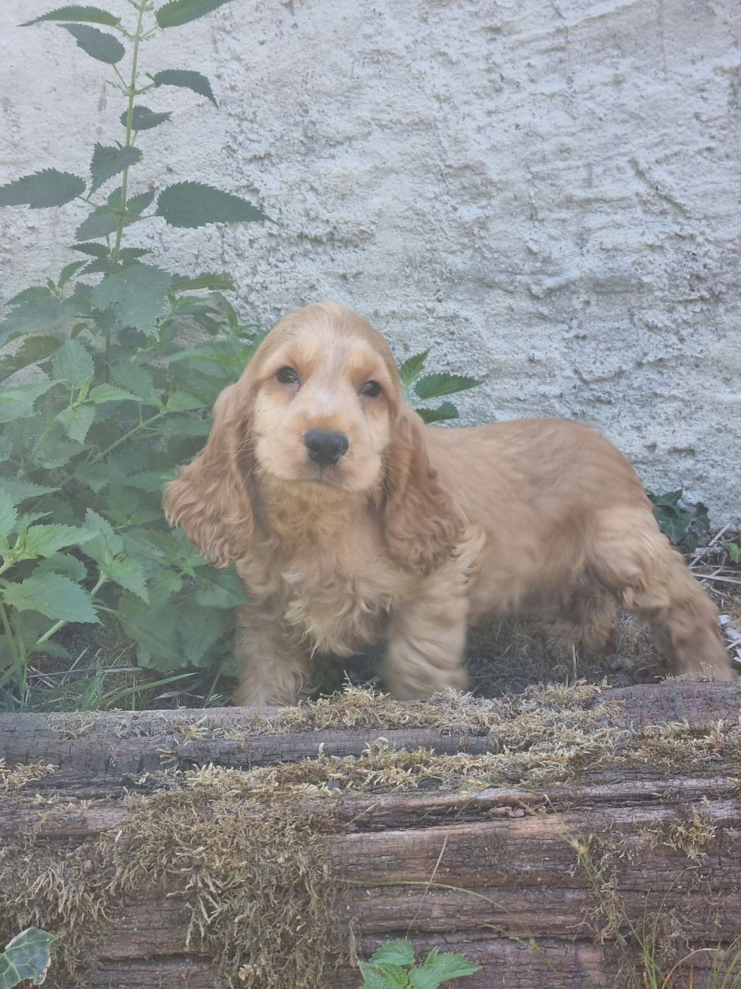 Du Souvenir De Tootsie - Chiots disponibles - Cocker Spaniel Anglais