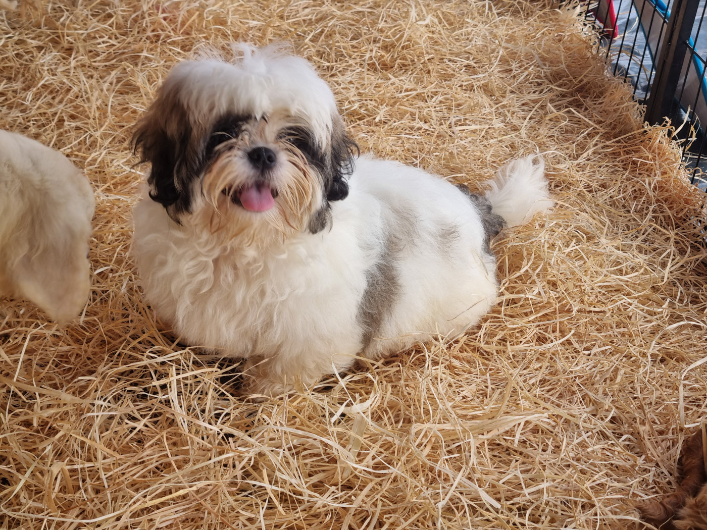 Du Souvenir De Tootsie - Chiots disponibles - Shih Tzu