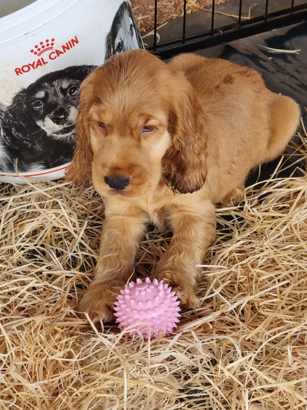 Du Souvenir De Tootsie - Chiots disponibles - Cocker Spaniel Anglais