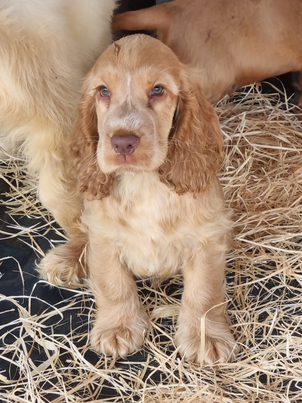 Du Souvenir De Tootsie - Chiots disponibles - Cocker Spaniel Anglais