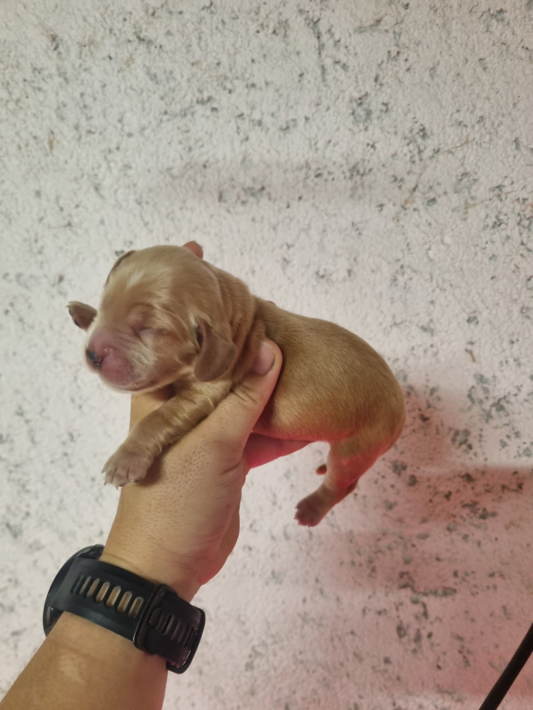 Du Souvenir De Tootsie - Chiots disponibles - Cocker Spaniel Anglais