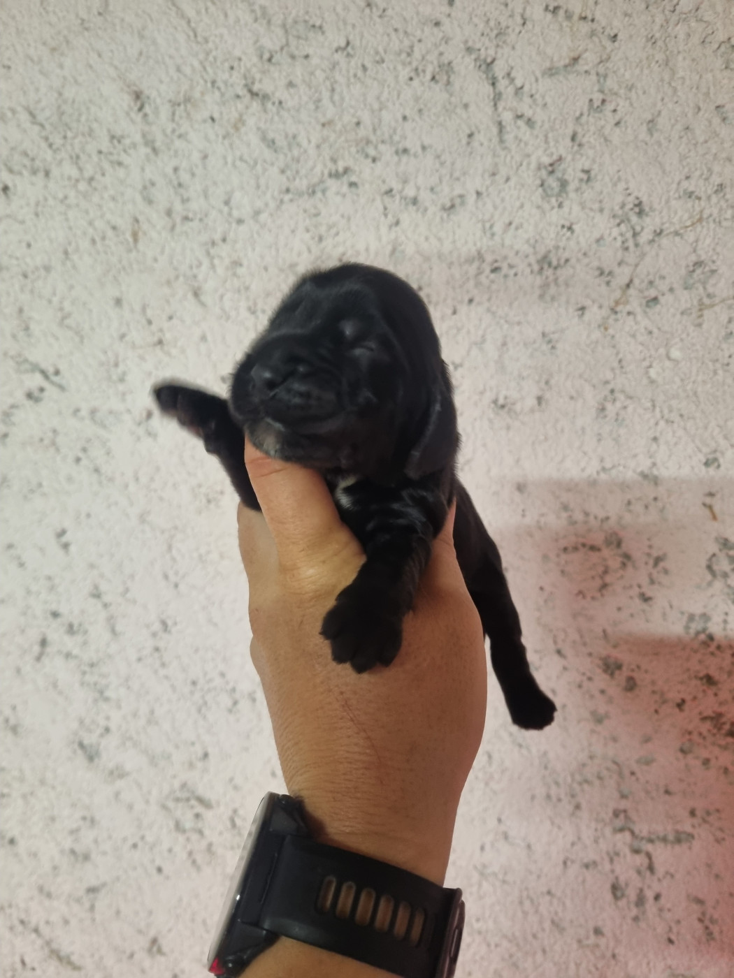 Du Souvenir De Tootsie - Chiots disponibles - Cocker Spaniel Anglais