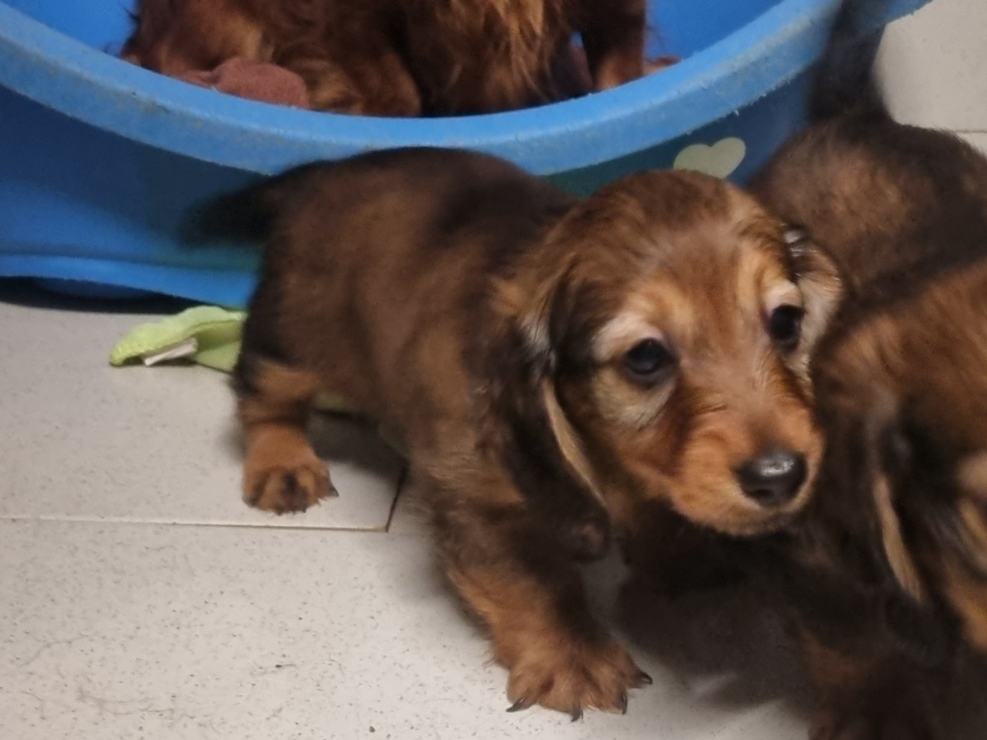 Du Souvenir De Tootsie - Chiots disponibles - Teckel poil long