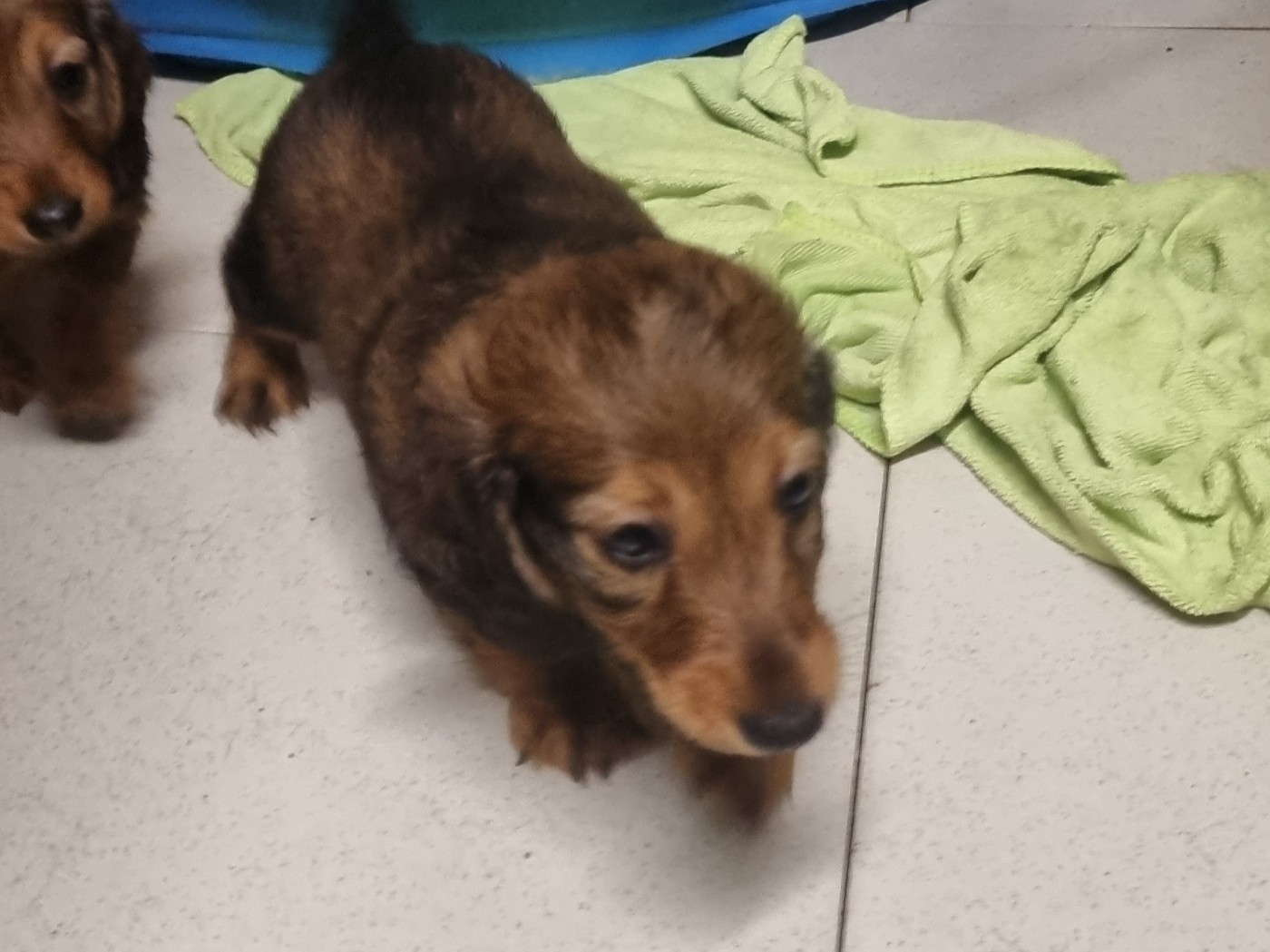 Du Souvenir De Tootsie - Chiots disponibles - Teckel poil long