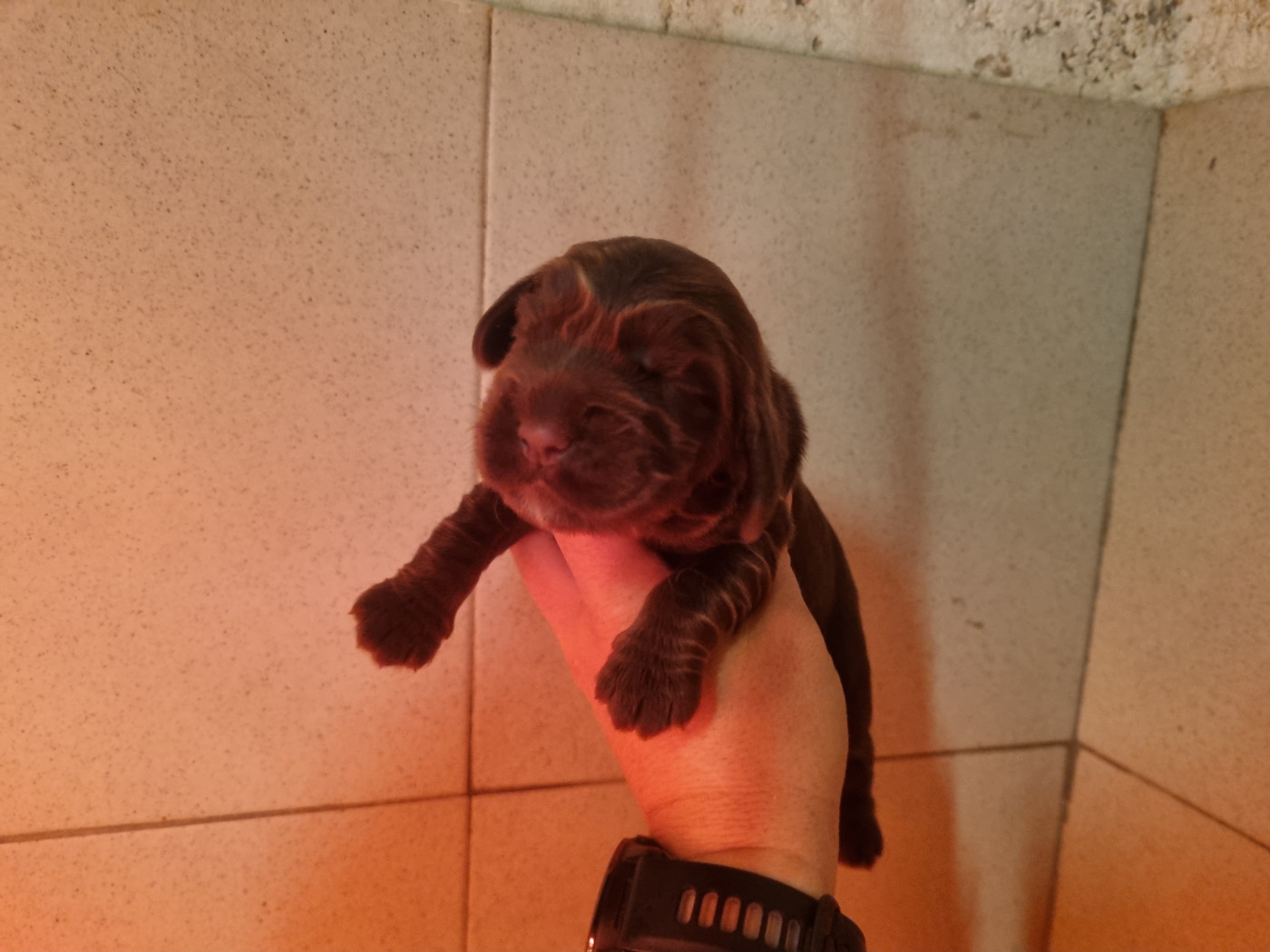 Du Souvenir De Tootsie - Chiots disponibles - Cocker Spaniel Anglais