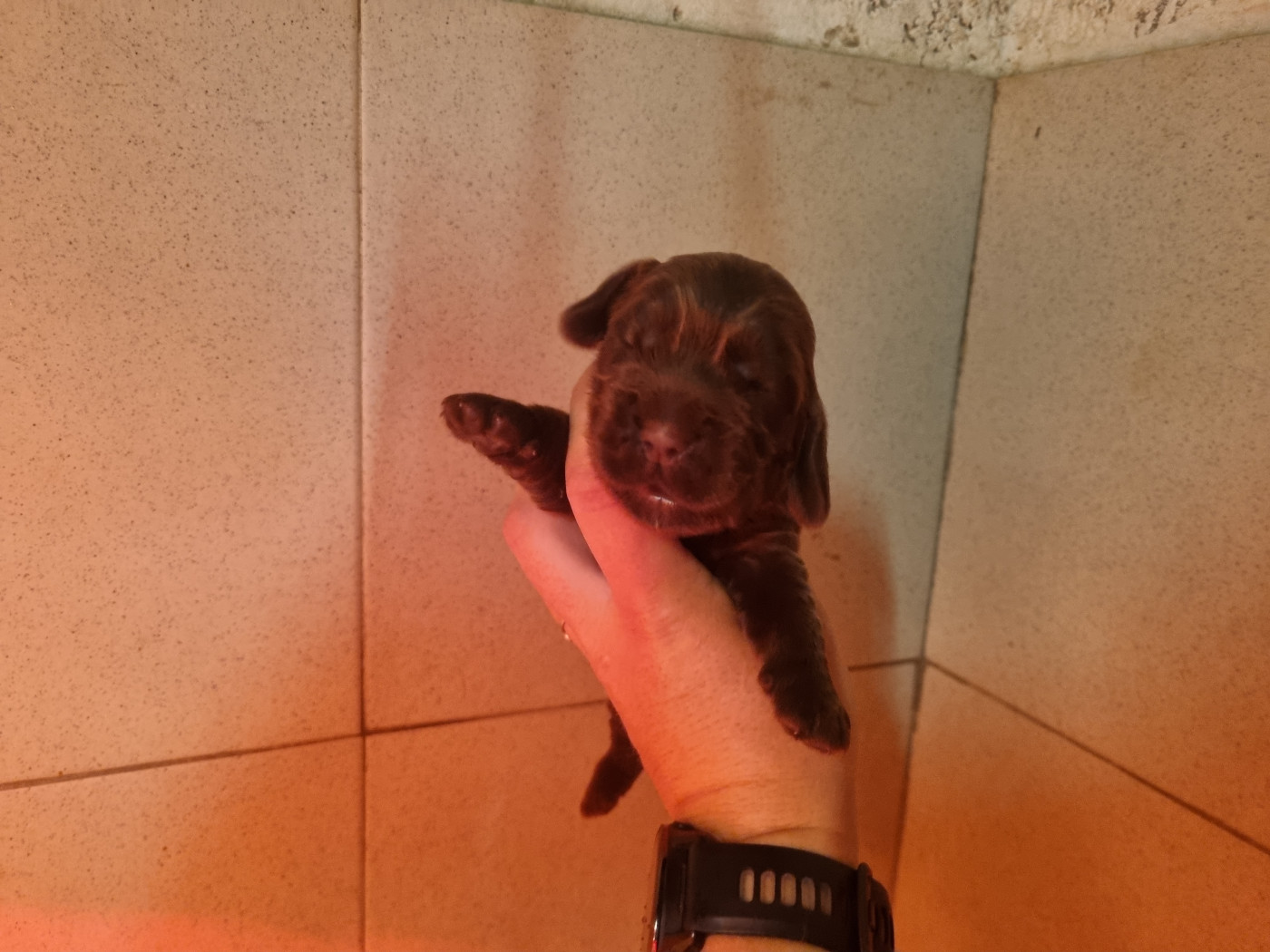 Du Souvenir De Tootsie - Chiots disponibles - Cocker Spaniel Anglais
