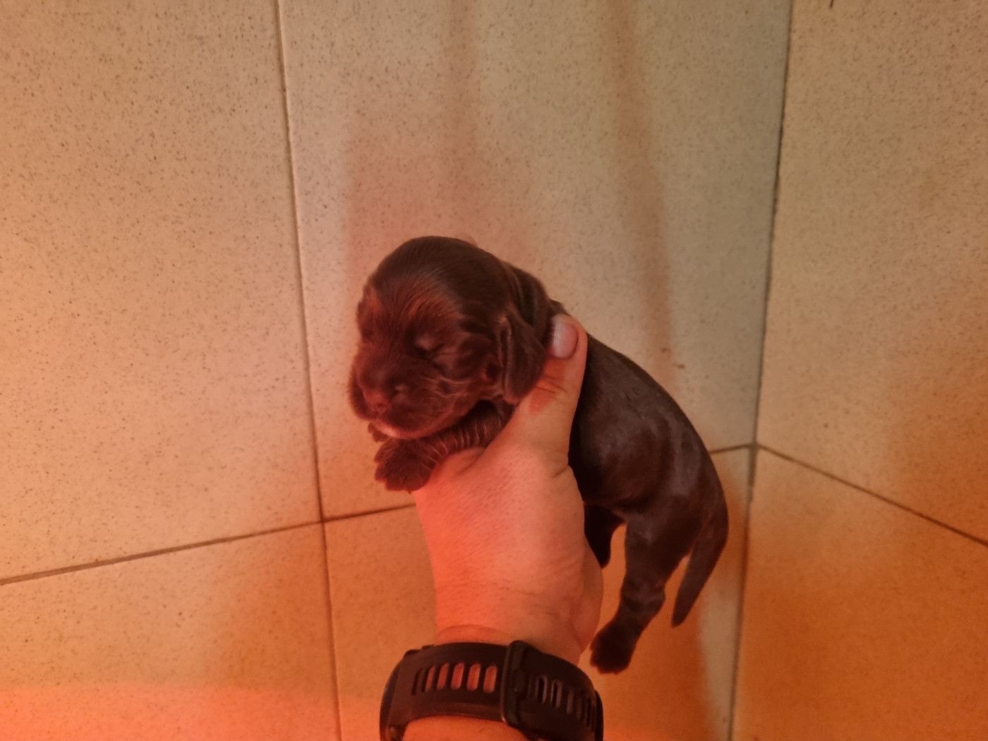 Du Souvenir De Tootsie - Chiots disponibles - Cocker Spaniel Anglais