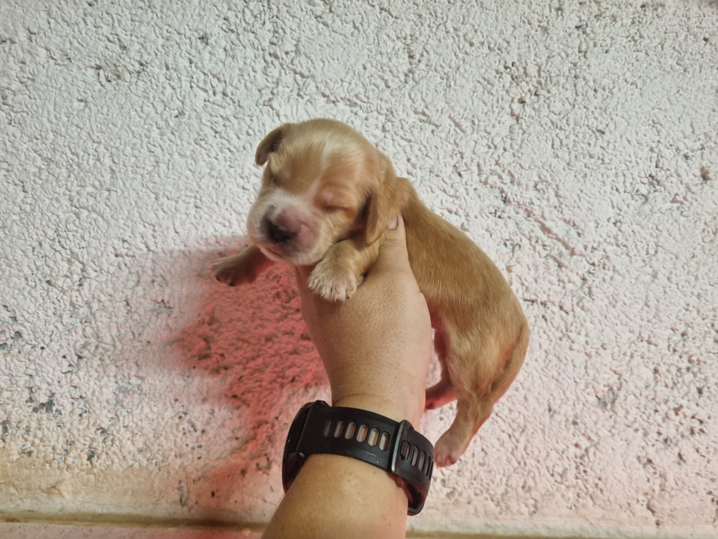 Du Souvenir De Tootsie - Chiots disponibles - Cocker Spaniel Anglais