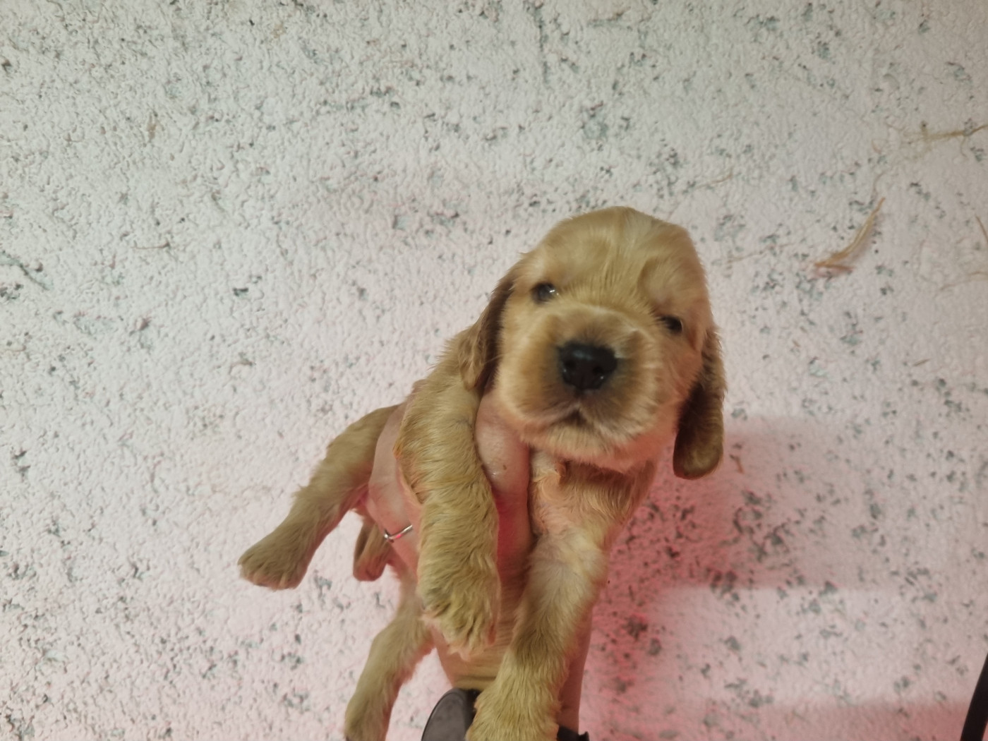 Du Souvenir De Tootsie - Chiots disponibles - Cocker Spaniel Anglais