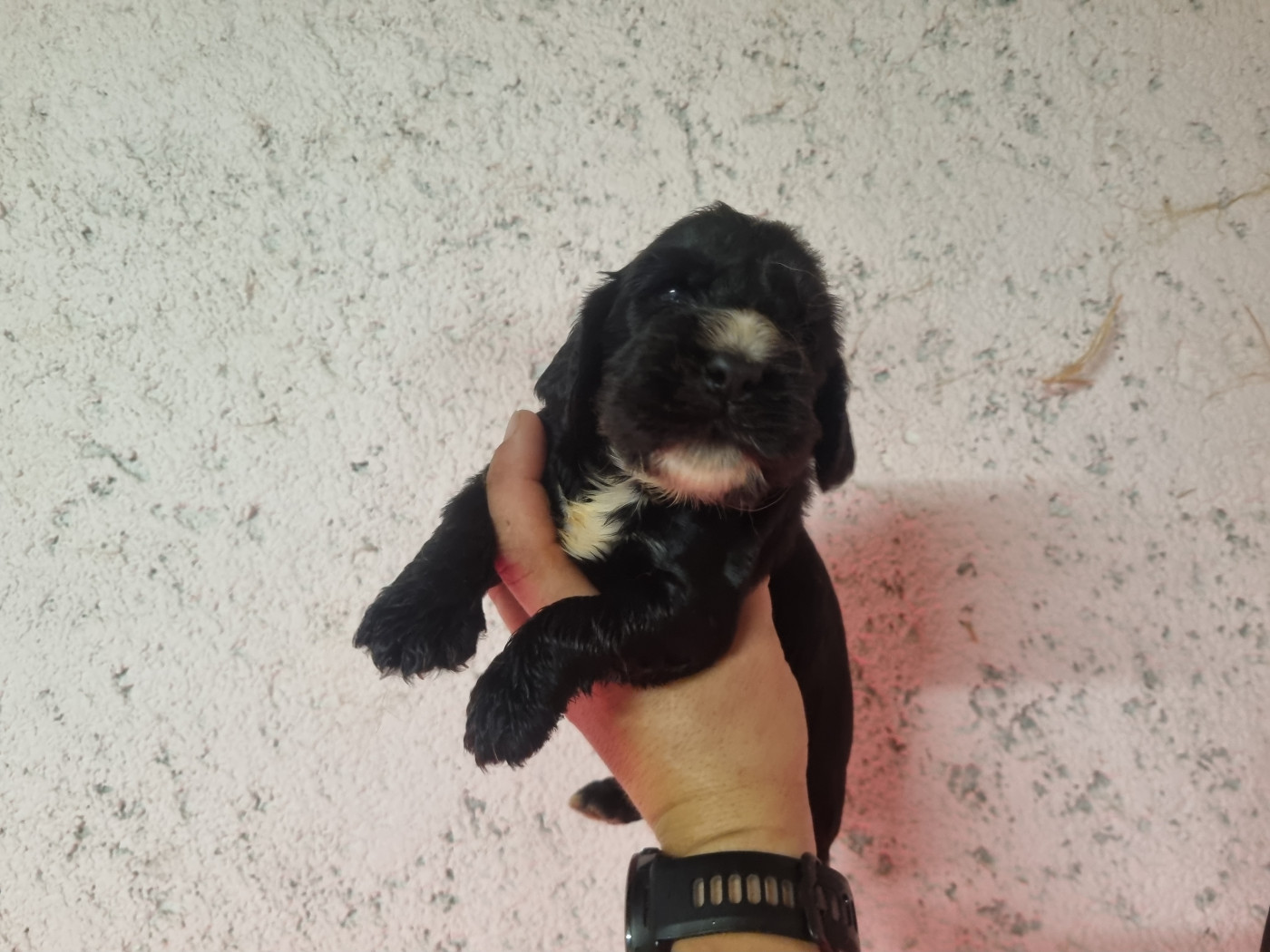 Du Souvenir De Tootsie - Chiots disponibles - Cocker Spaniel Anglais