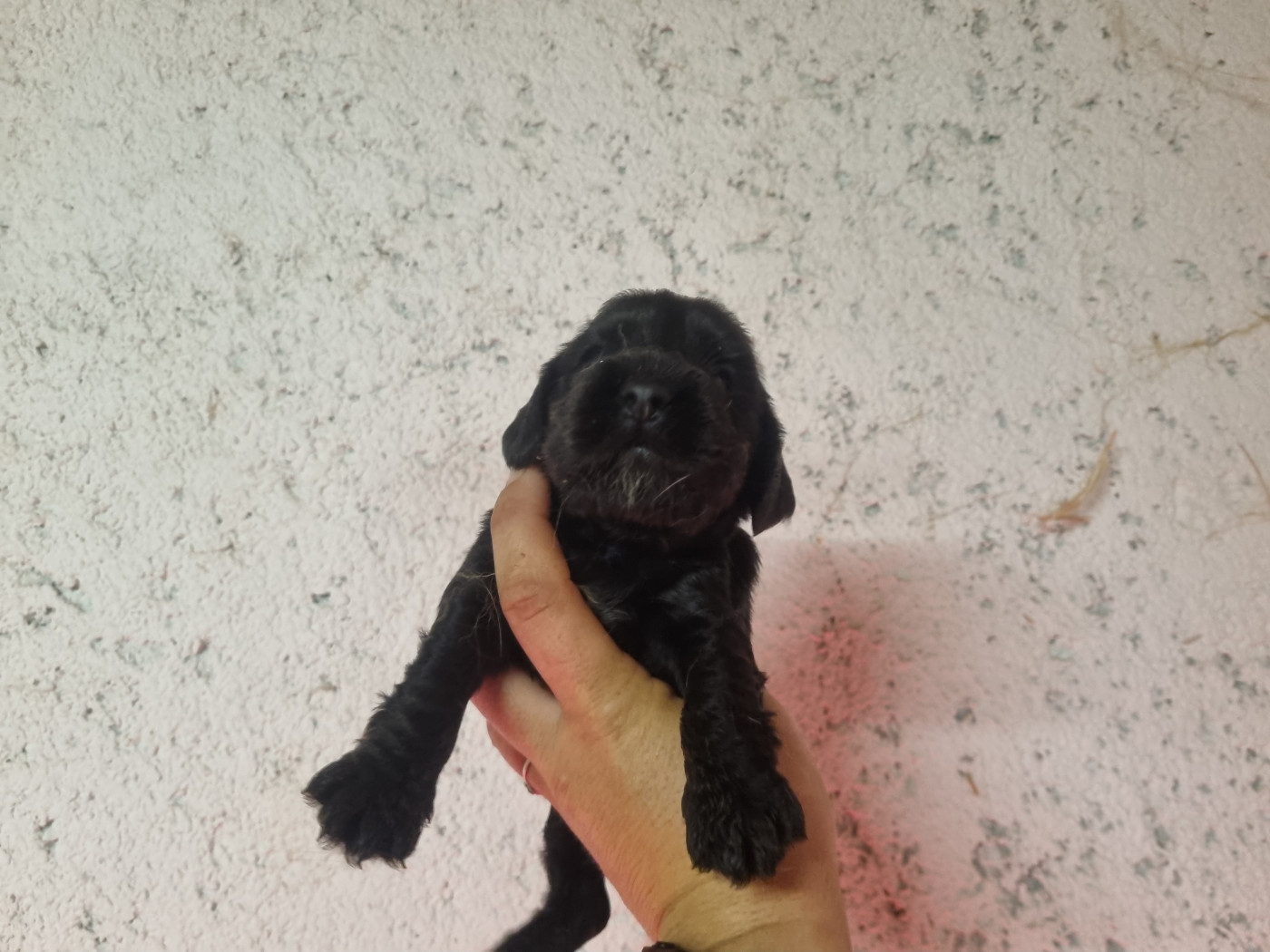 Du Souvenir De Tootsie - Chiots disponibles - Cocker Spaniel Anglais