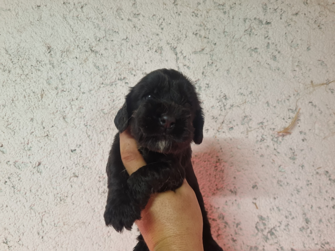 Du Souvenir De Tootsie - Chiots disponibles - Cocker Spaniel Anglais