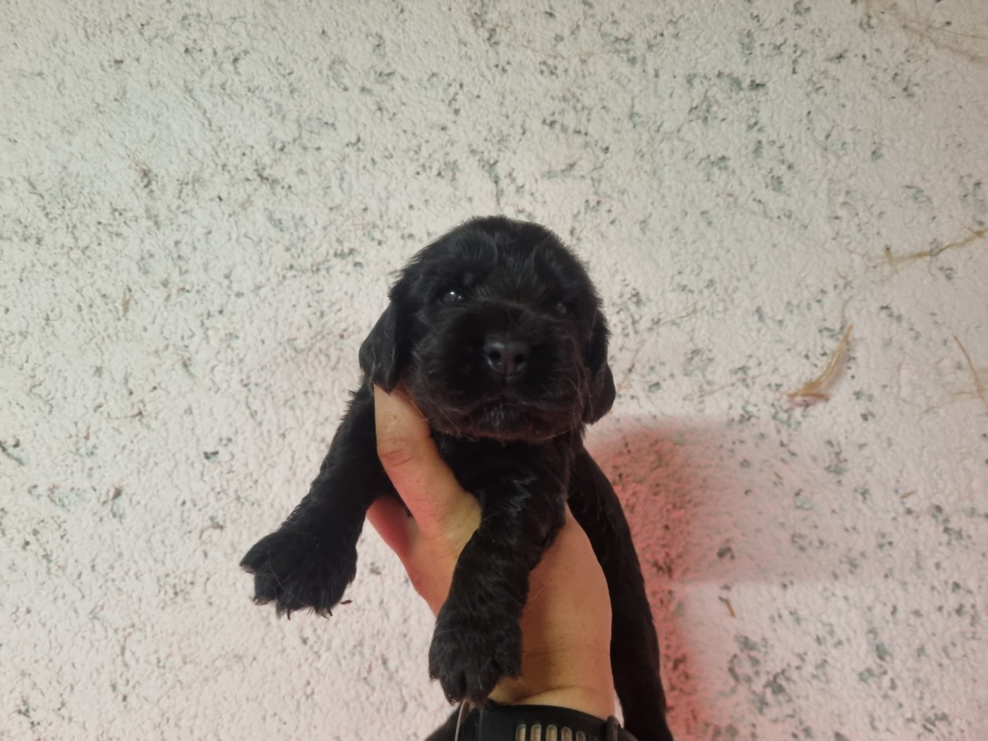 Du Souvenir De Tootsie - Chiots disponibles - Cocker Spaniel Anglais