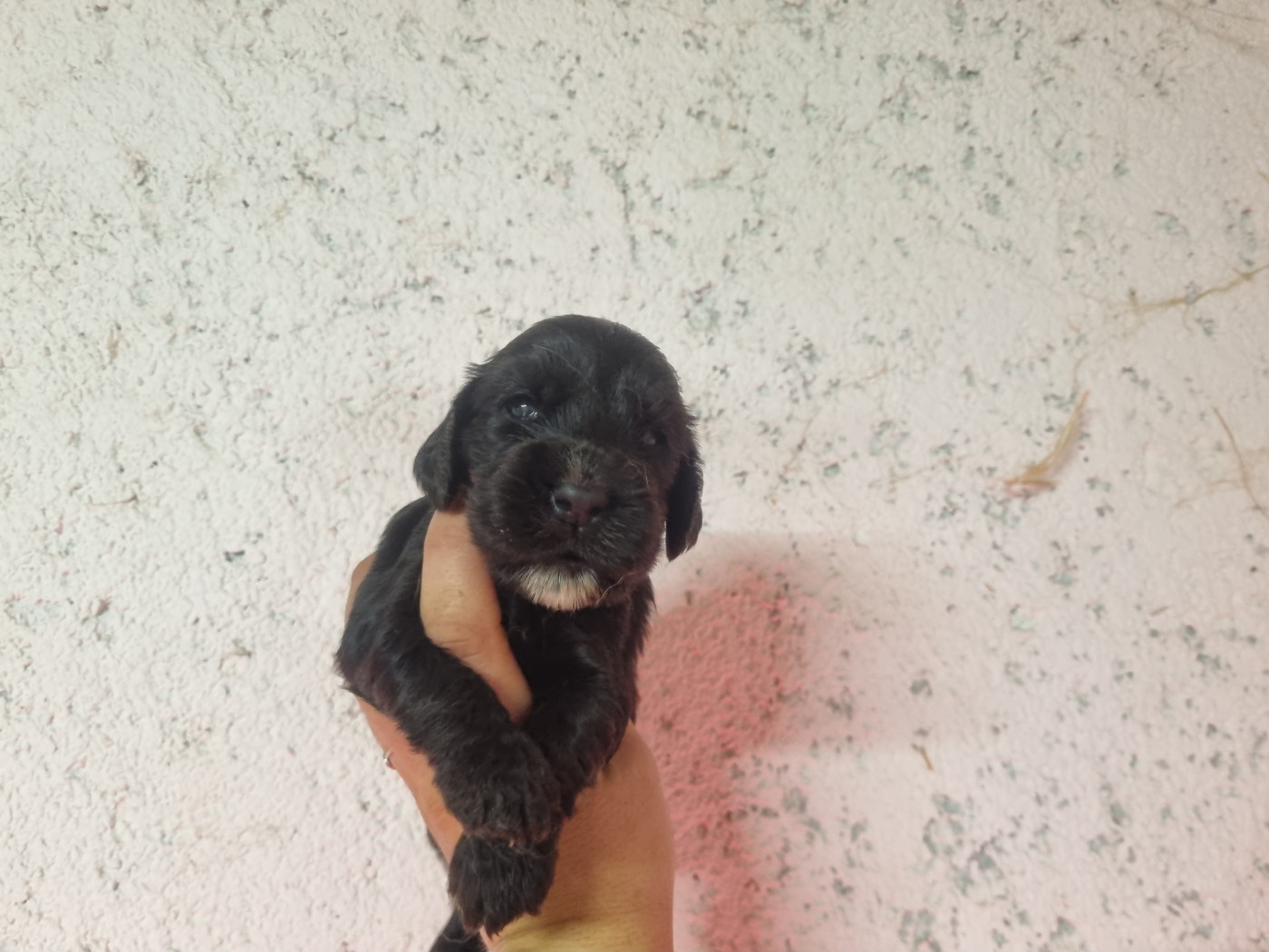Du Souvenir De Tootsie - Chiots disponibles - Cocker Spaniel Anglais