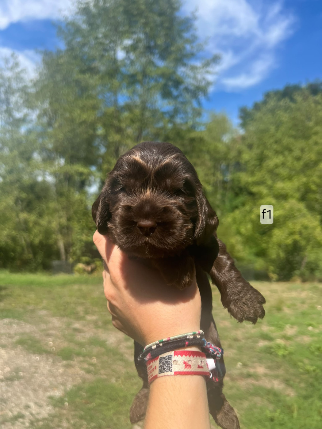 Du Souvenir De Tootsie - Chiots disponibles - Cocker Spaniel Anglais