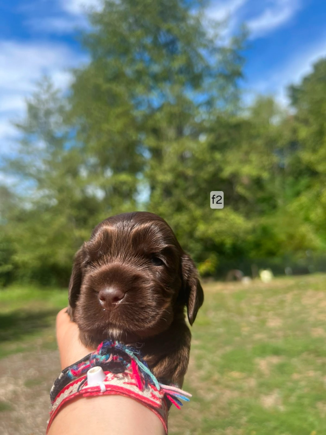 Du Souvenir De Tootsie - Chiots disponibles - Cocker Spaniel Anglais