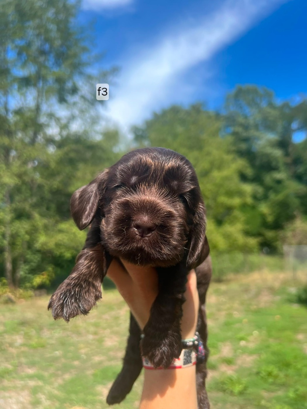 Du Souvenir De Tootsie - Chiots disponibles - Cocker Spaniel Anglais