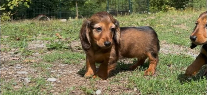 Du Souvenir De Tootsie - Chiots disponibles - Teckel poil long