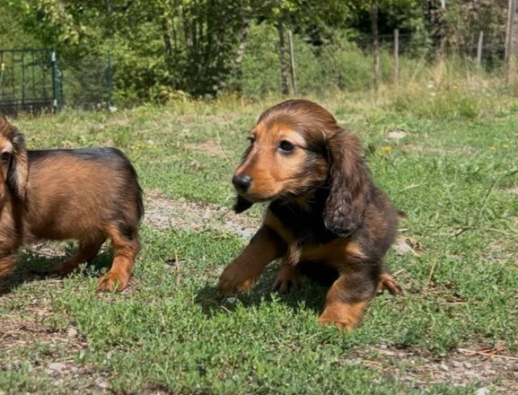 Du Souvenir De Tootsie - Chiots disponibles - Teckel poil long