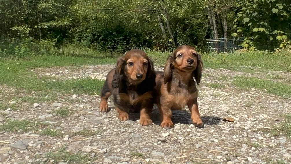 Chiot Teckel poil long Du Souvenir De Tootsie