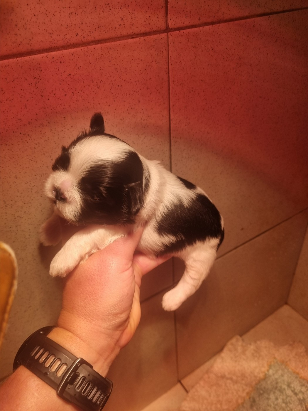 Du Souvenir De Tootsie - Chiots disponibles - Shih Tzu