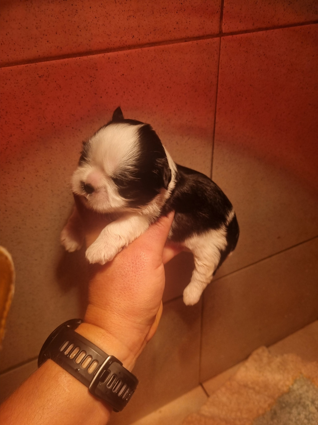 Du Souvenir De Tootsie - Chiots disponibles - Shih Tzu