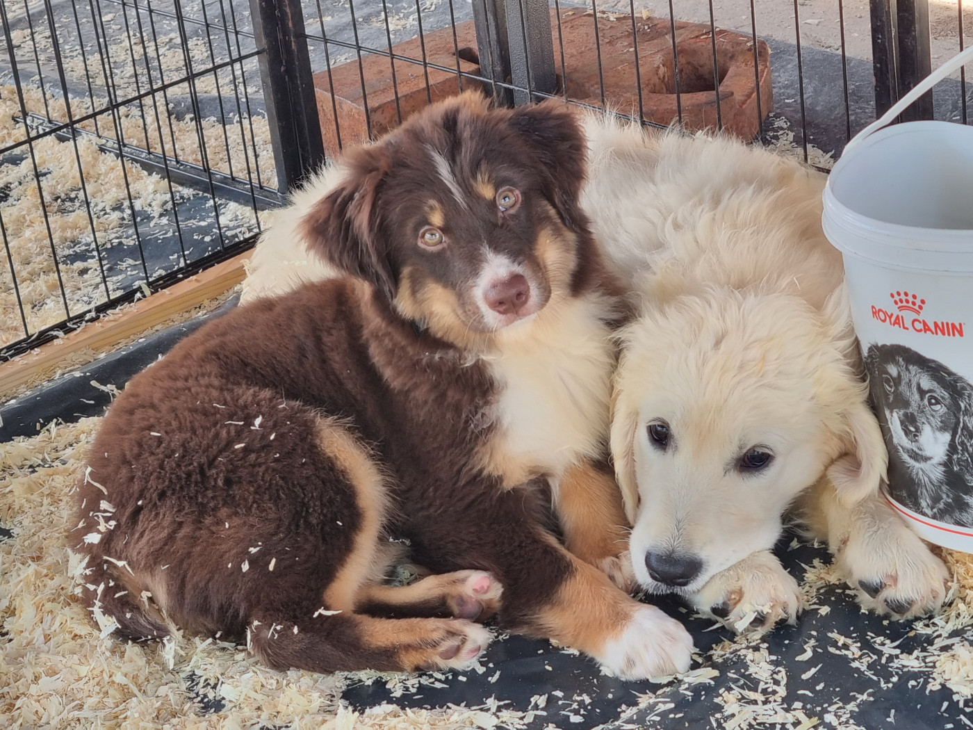 Du Souvenir De Tootsie - Chiots disponibles - Berger Américain Miniature 