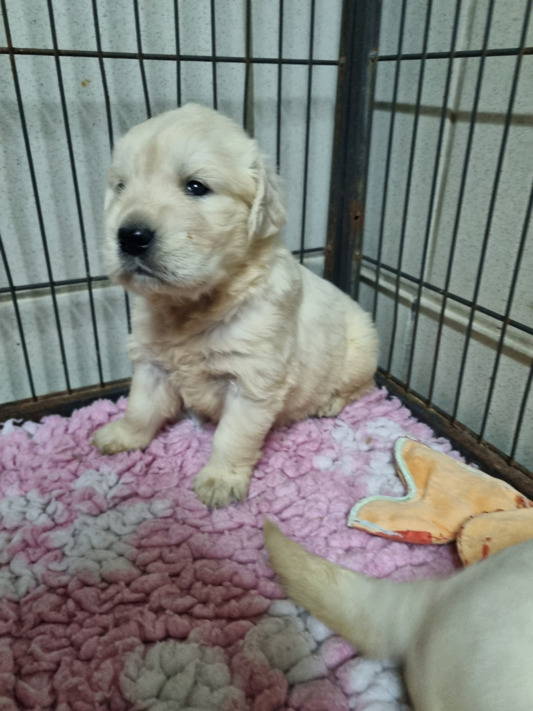 Du Souvenir De Tootsie - Chiots disponibles - Golden Retriever