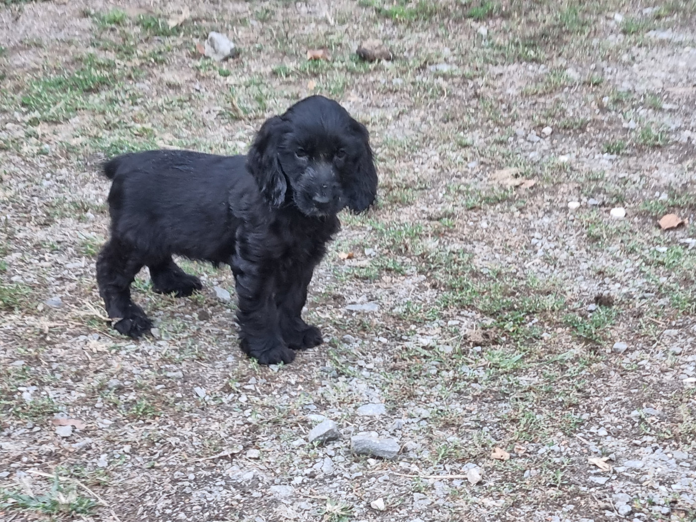 Du Souvenir De Tootsie - Chiots disponibles - Cocker Spaniel Anglais