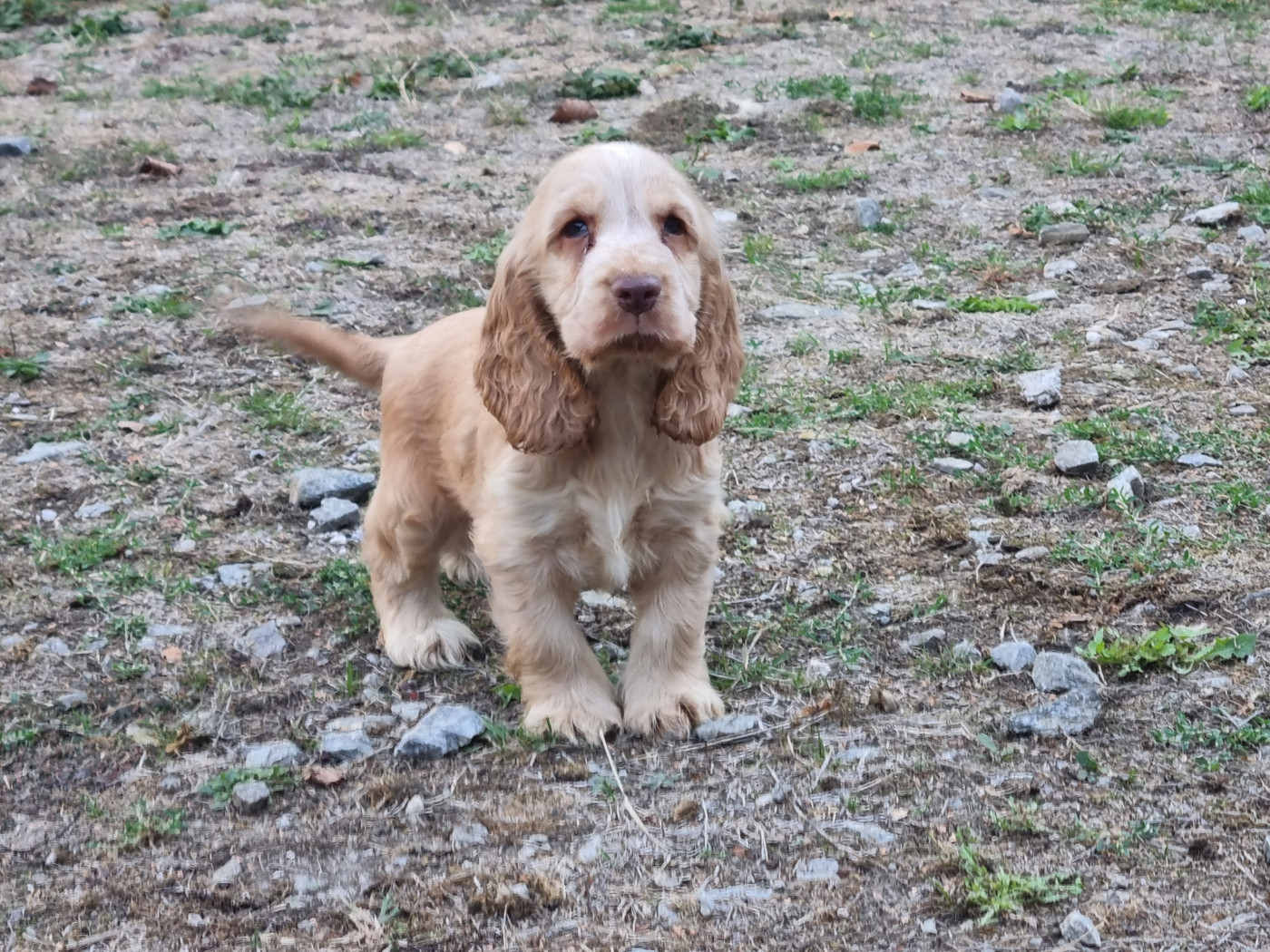 Du Souvenir De Tootsie - Chiots disponibles - Cocker Spaniel Anglais