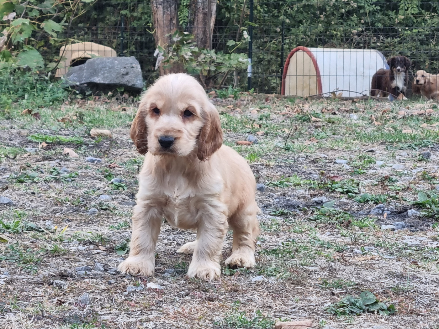Du Souvenir De Tootsie - Chiots disponibles - Cocker Spaniel Anglais