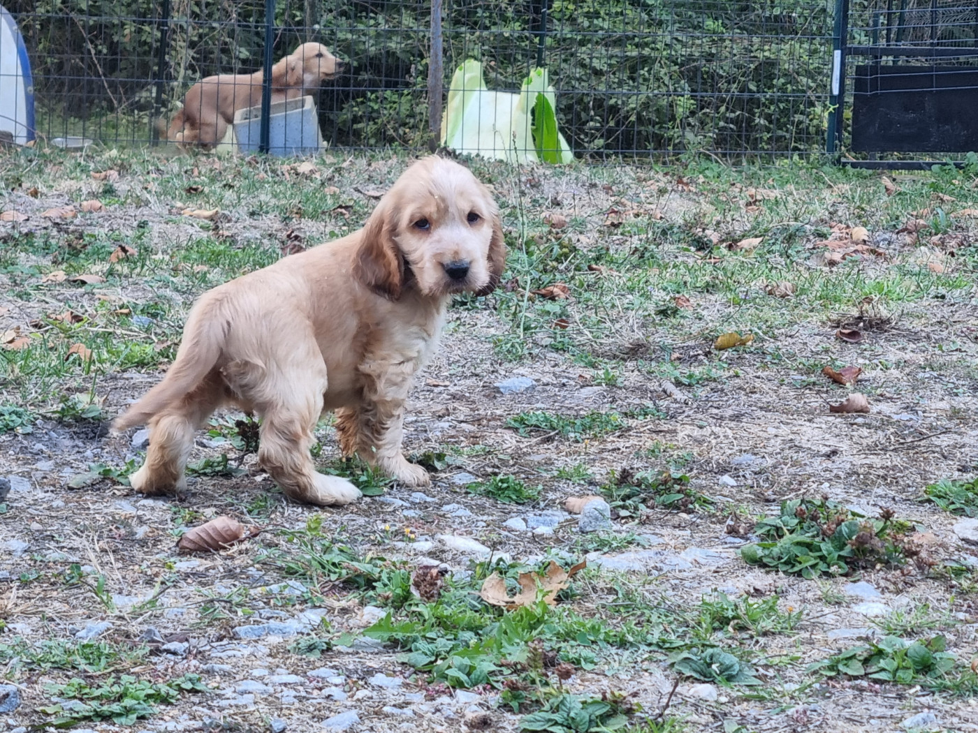 Du Souvenir De Tootsie - Chiots disponibles - Cocker Spaniel Anglais