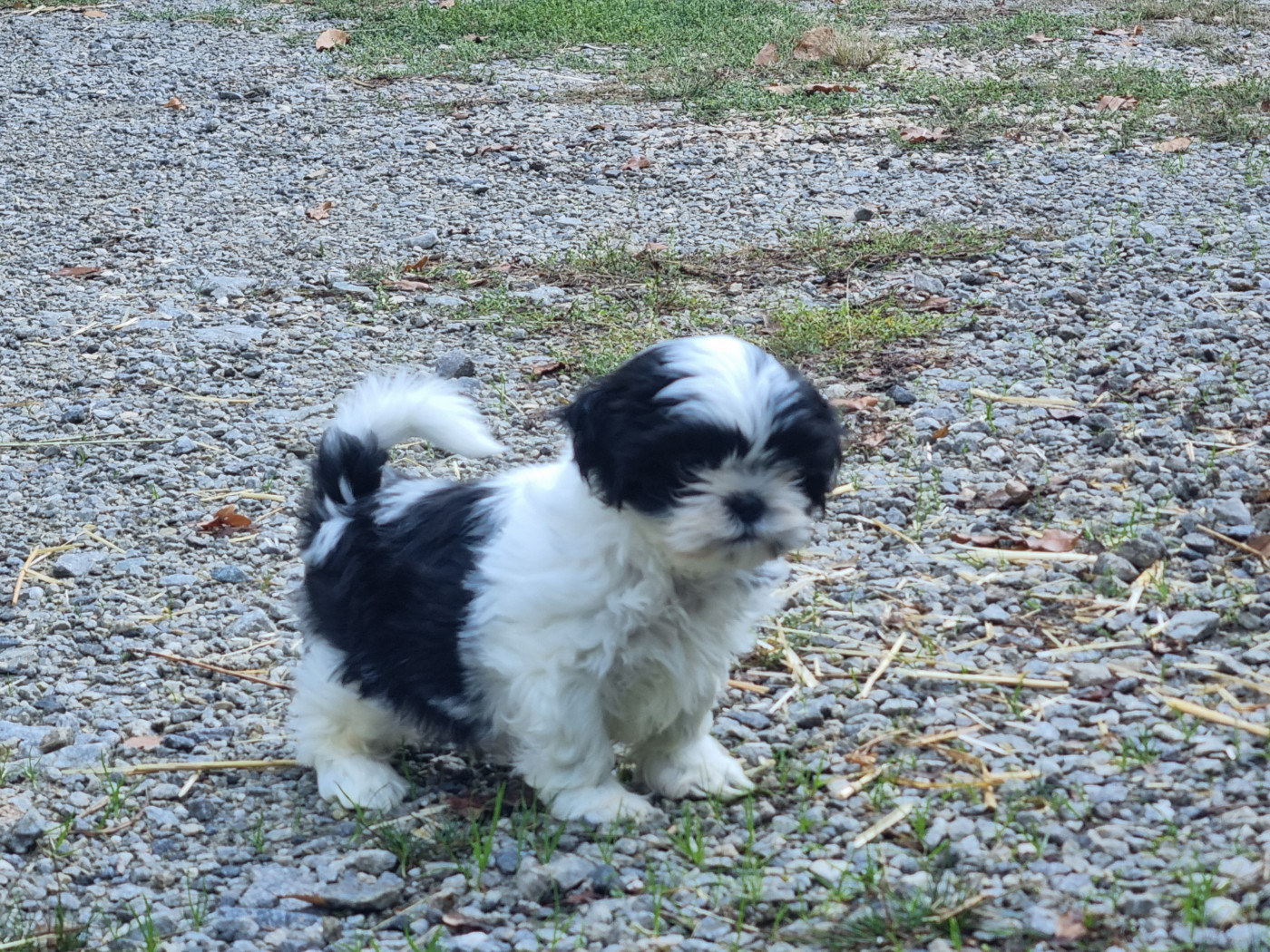 Du Souvenir De Tootsie - Chiots disponibles - Shih Tzu