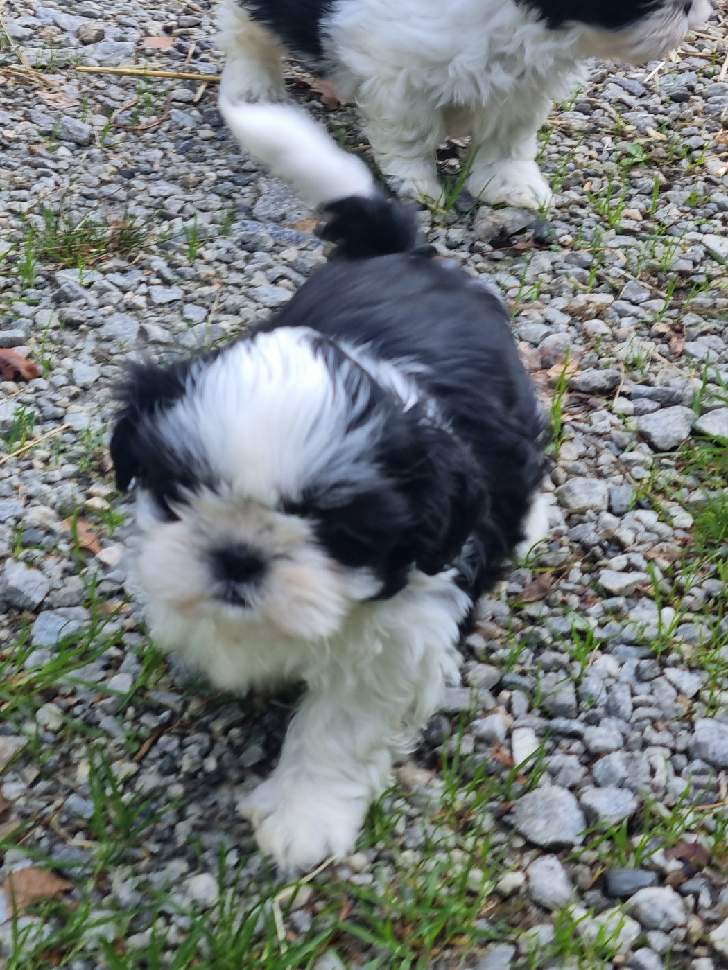 Du Souvenir De Tootsie - Chiots disponibles - Shih Tzu