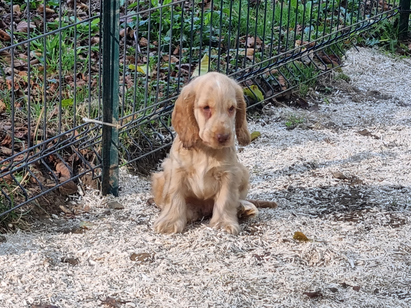 Du Souvenir De Tootsie - Chiots disponibles - Cocker Spaniel Anglais