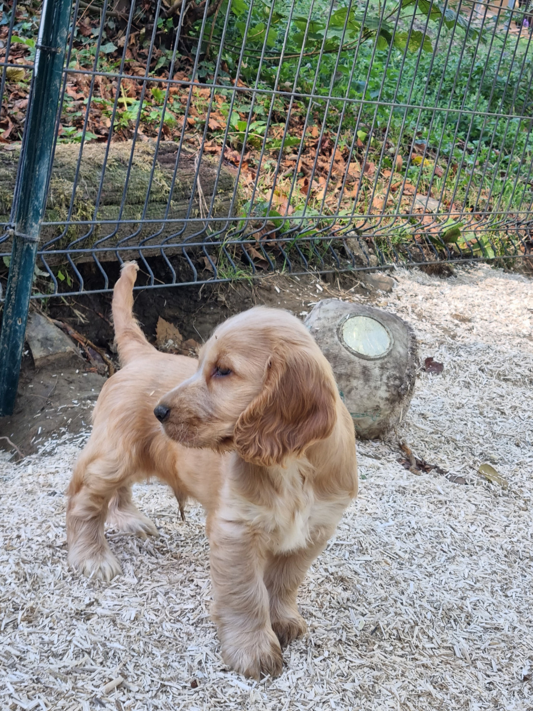 Du Souvenir De Tootsie - Chiots disponibles - Cocker Spaniel Anglais