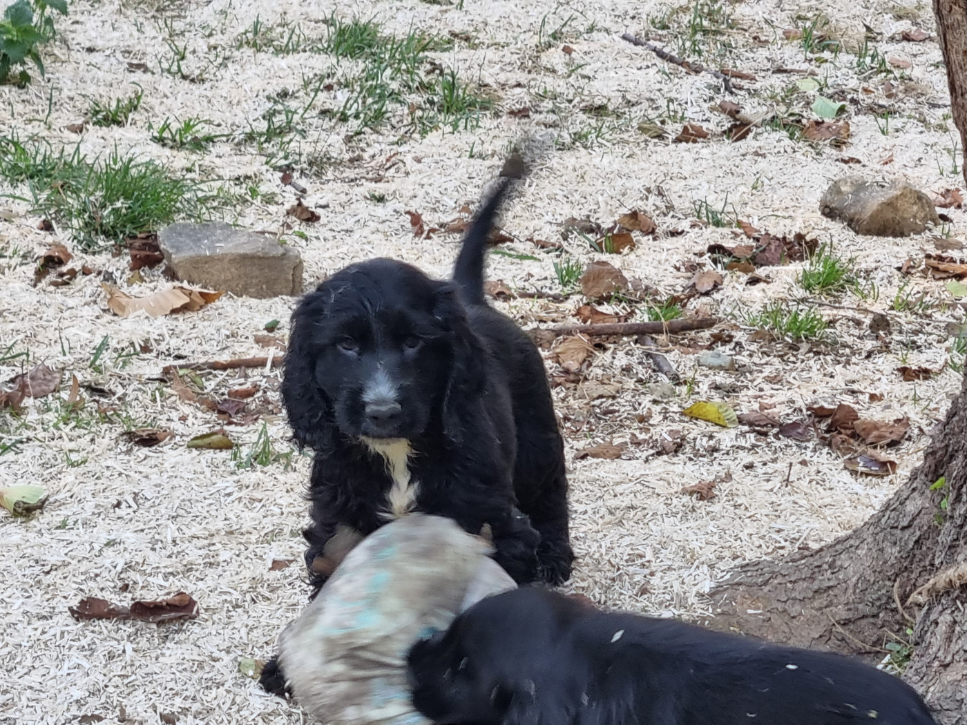 Du Souvenir De Tootsie - Chiots disponibles - Cocker Spaniel Anglais