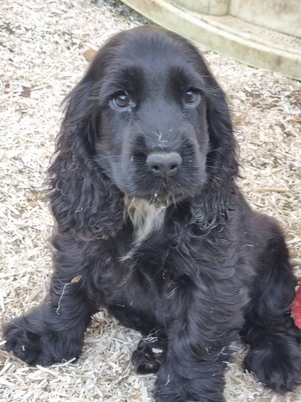 Du Souvenir De Tootsie - Chiots disponibles - Cocker Spaniel Anglais