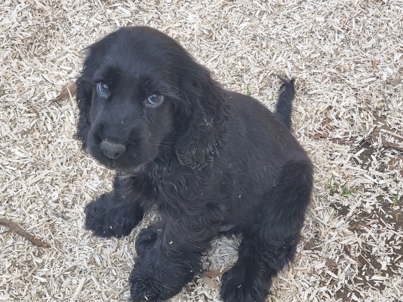 Du Souvenir De Tootsie - Chiots disponibles - Cocker Spaniel Anglais