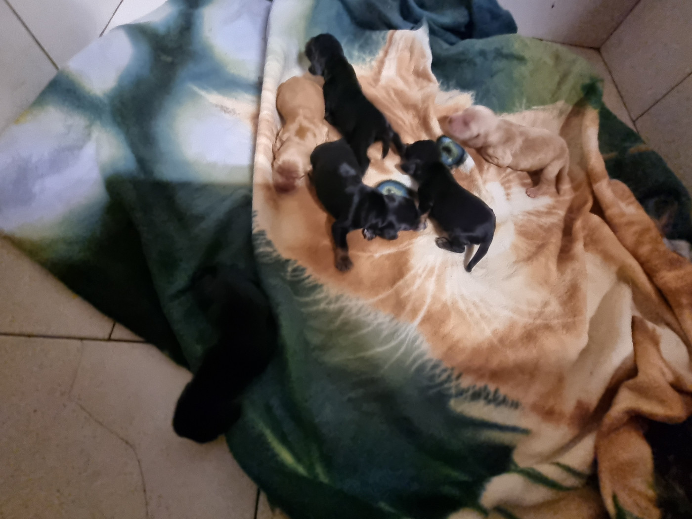Du Souvenir De Tootsie - Chiots disponibles - Cocker Spaniel Anglais